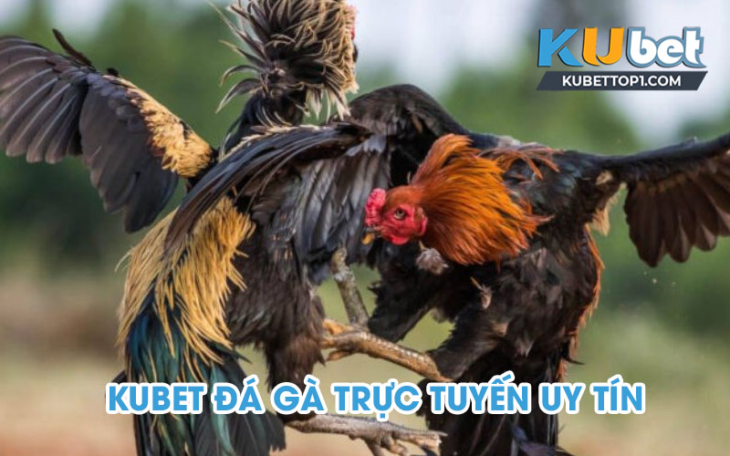 Kubet - Trang đá gà trực tuyến uy tín và an toàn nhất 2023